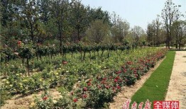 渭南南湖公园最新爆料,最新爆料揭秘公园新面貌