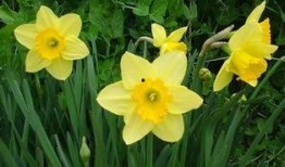 水仙花爆料视频大全最新,揭秘娱乐圈幕后真相